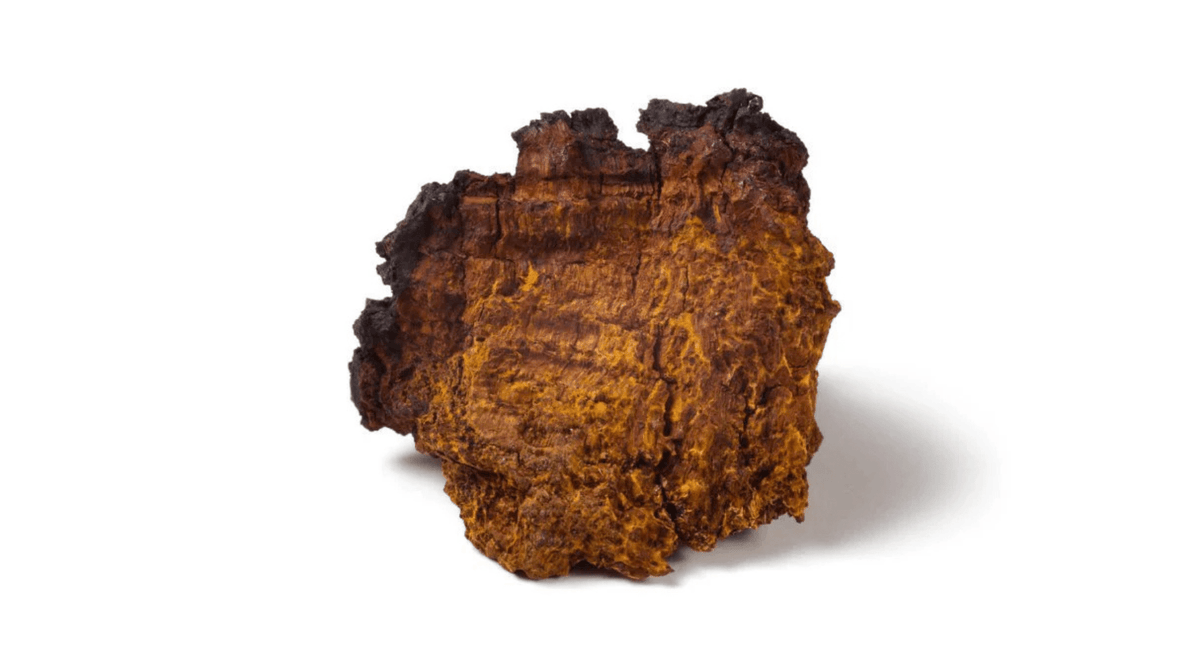 A piece of Chaga (Inonotus obliquus) showing its black crust and golden-brown interior, on a white background