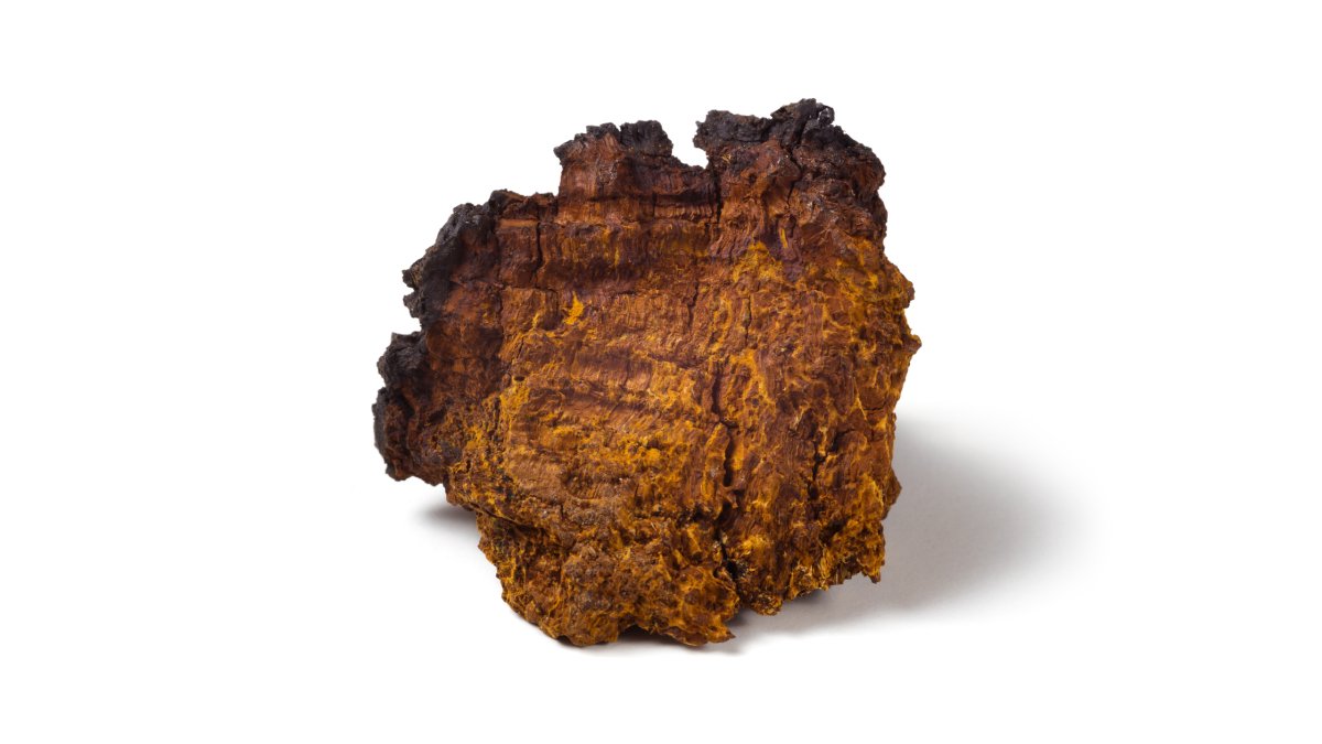 Chaga mushroom: Immune support, brain health, and inflammation relief - Pure Fungi