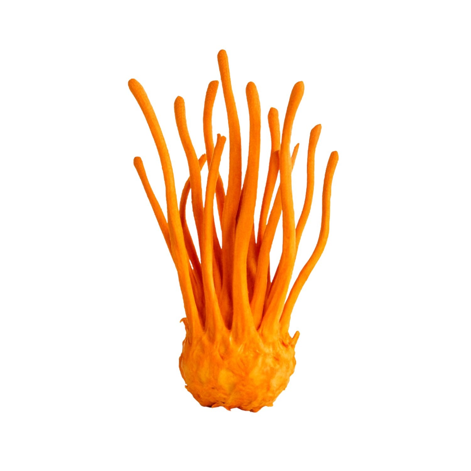 Cordyceps Mushroom on white background