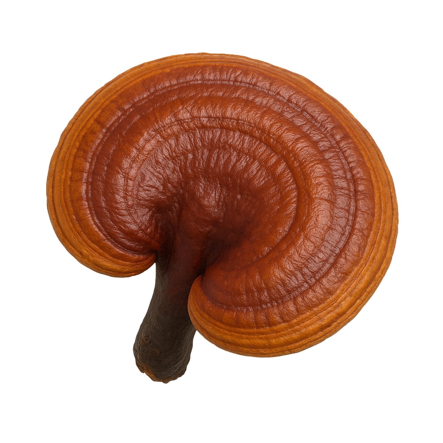 Reishi mushroom on a white background