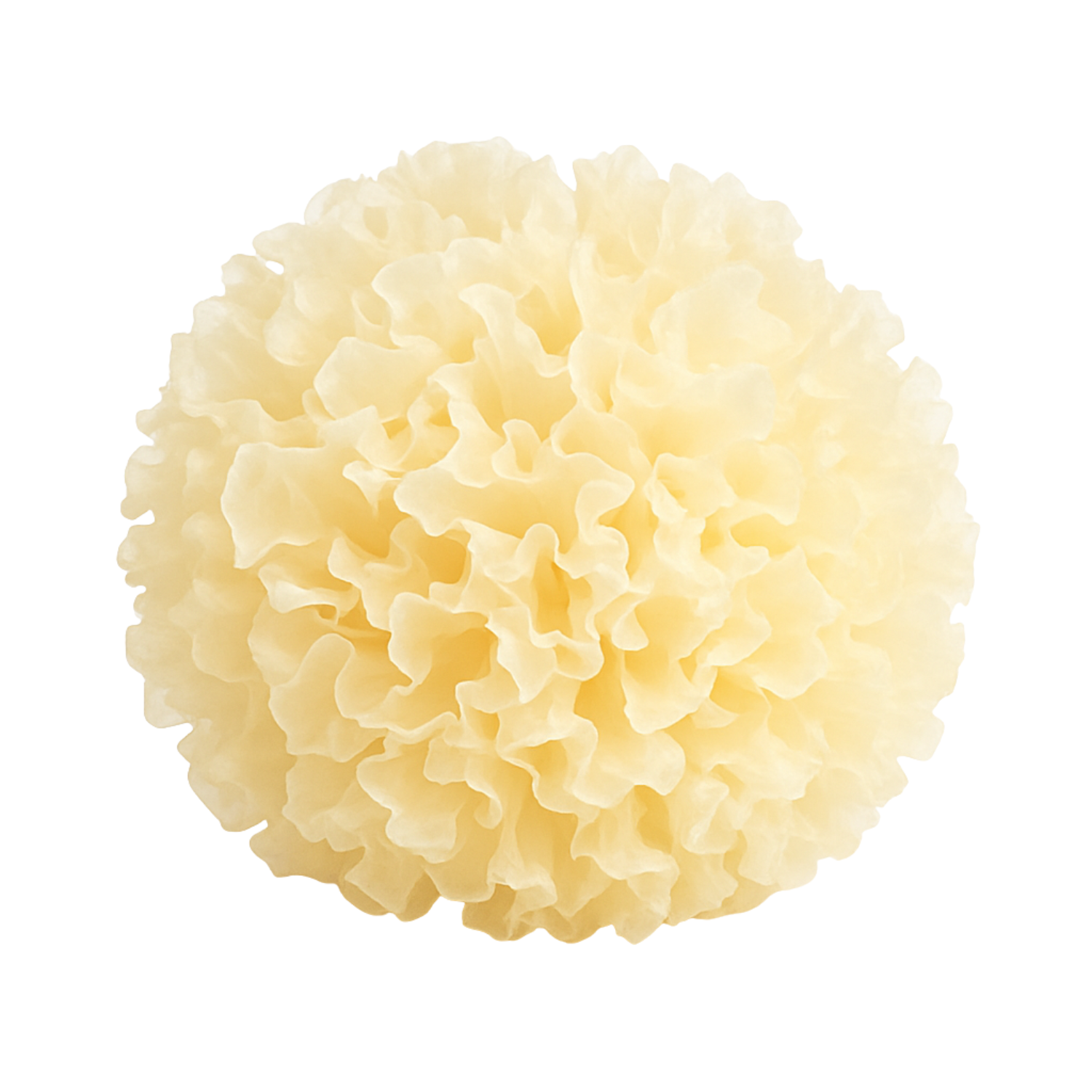 Snow Fungus mushroom on a white background