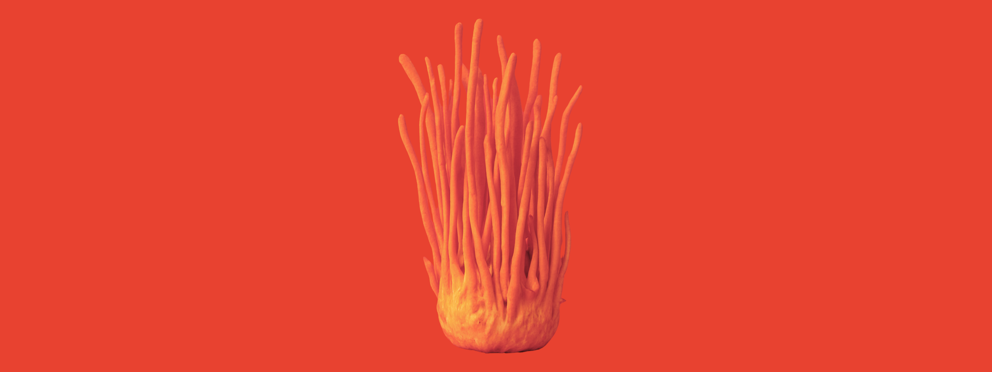 Cordyceps mushroom on red background