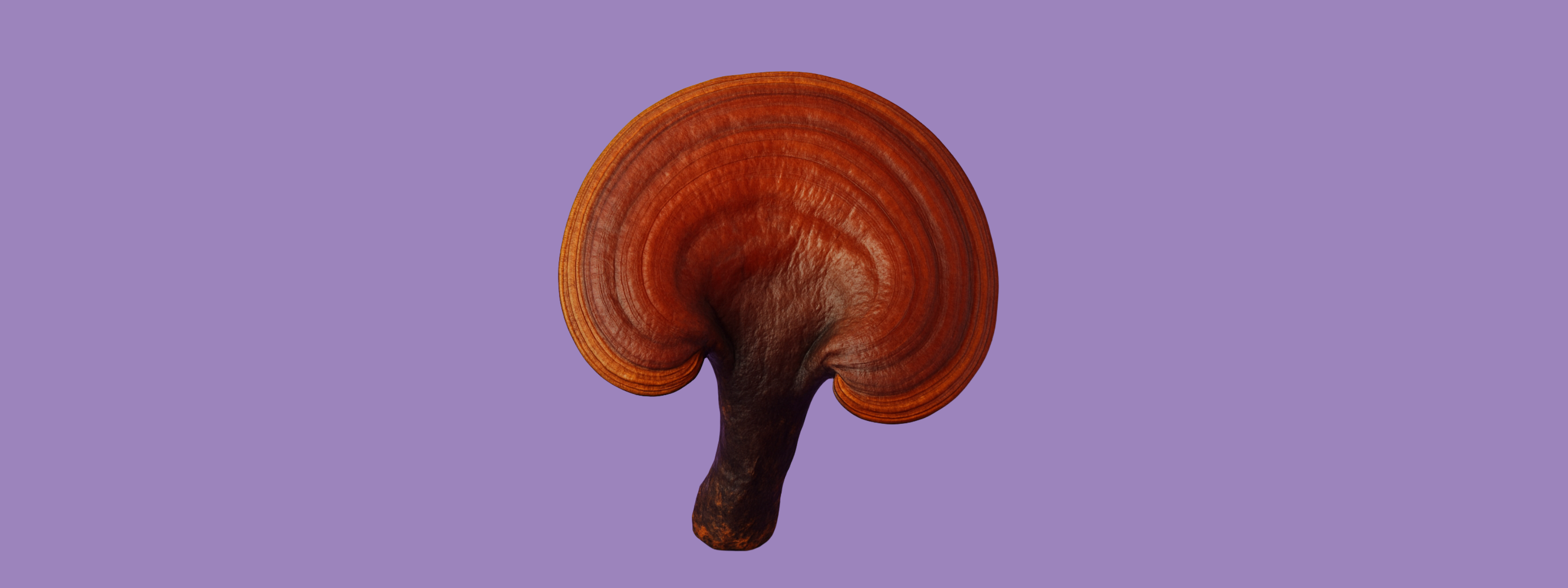 Reishi mushroom on purple background