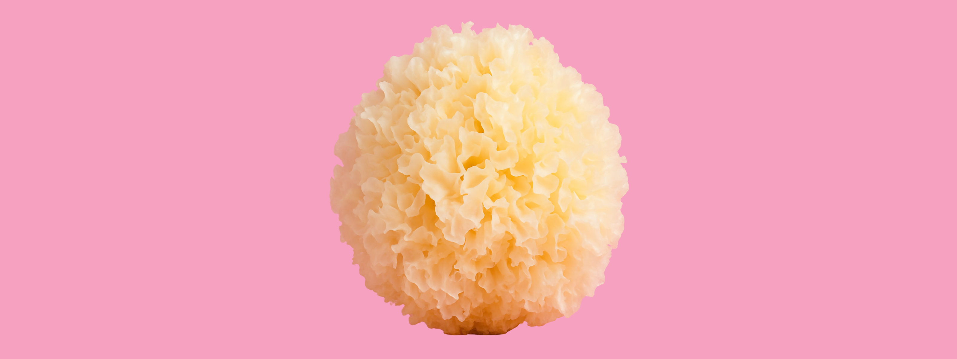 Snow Fungus on pink background