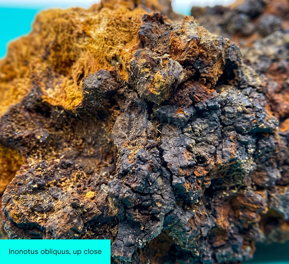 Chaga Mushroom Extract Capsules - Pure Fungi