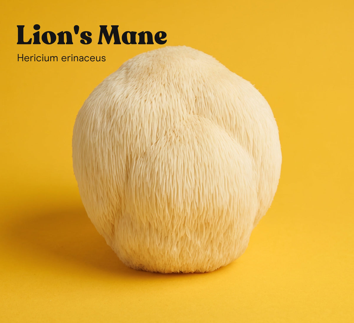 Lion's Mane mushroom (Hericium erinaceus) on a yellow studio backdrop, the single mushroom in Pure Fungi Lion's Mane Mushroom Extract Capsules