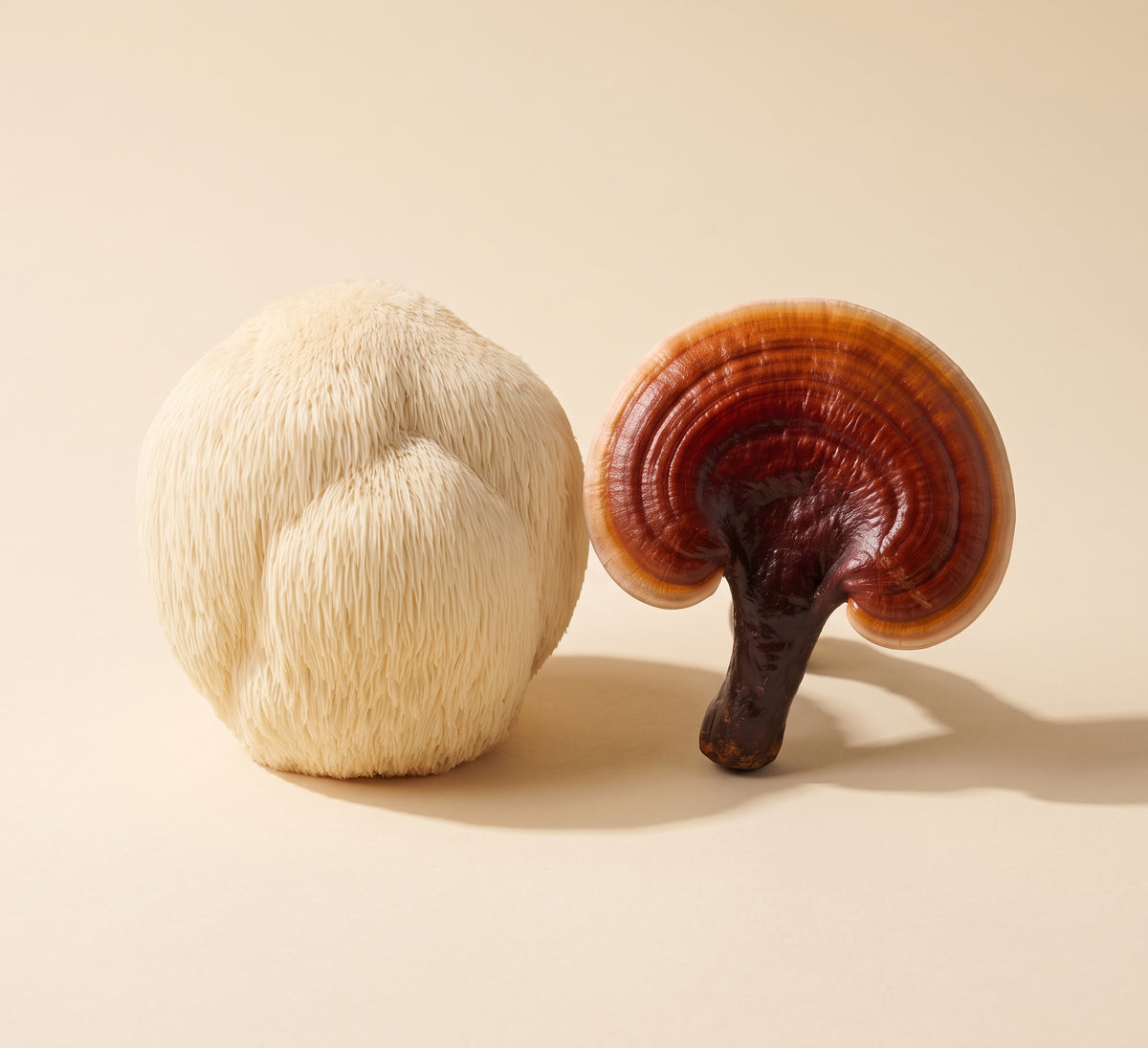 A Lion's Mane mushroom (Hericium erinaceus) and a Reishi mushroom (Ganoderma lucidum) side by side on a cream studio backdrop, the two mushrooms in the Pure Fungi Lion's Mane & Reishi Capsules Duo