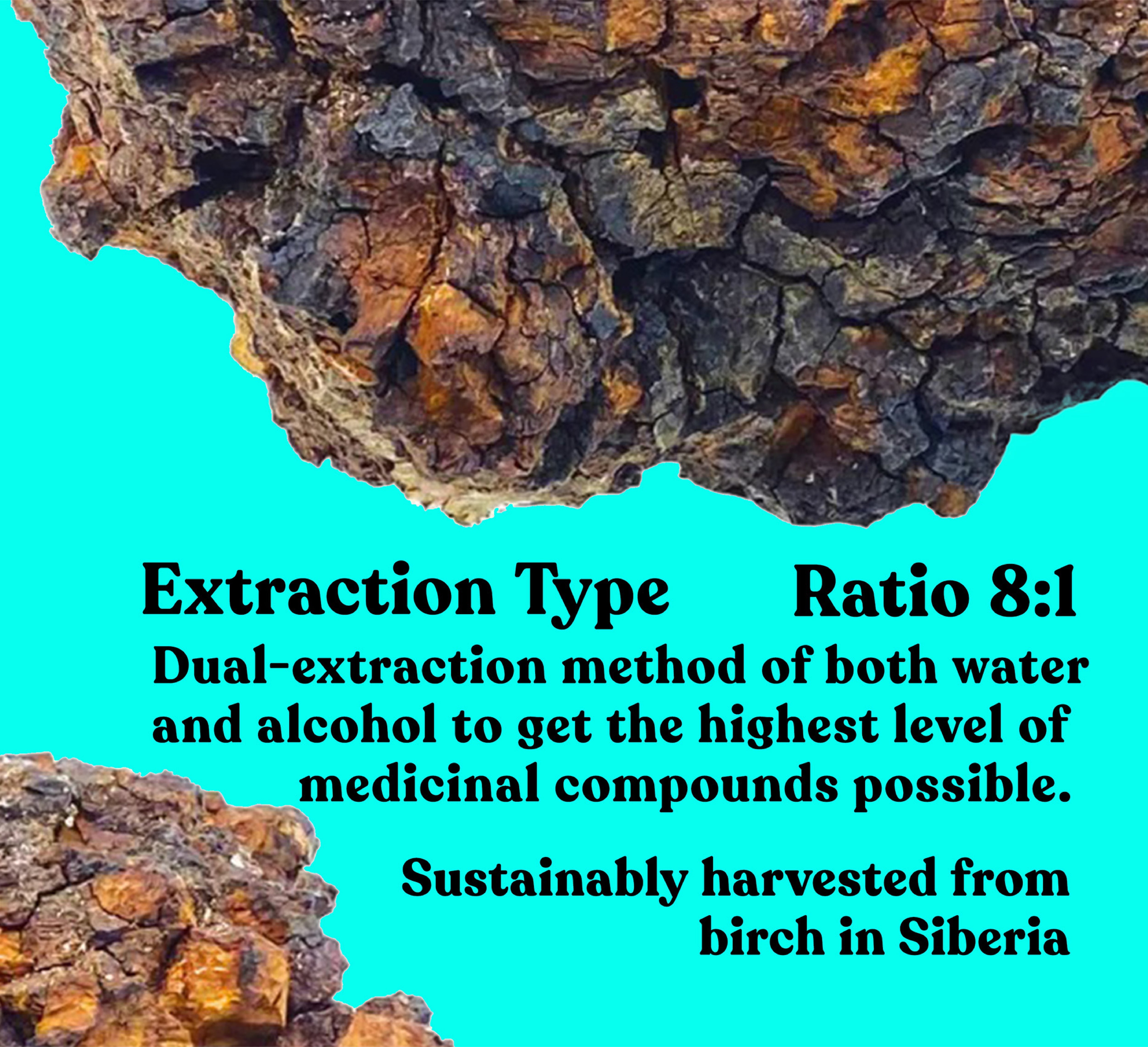 Organic Chaga Extract Powder | 60g | 30 servings - Pure Fungi