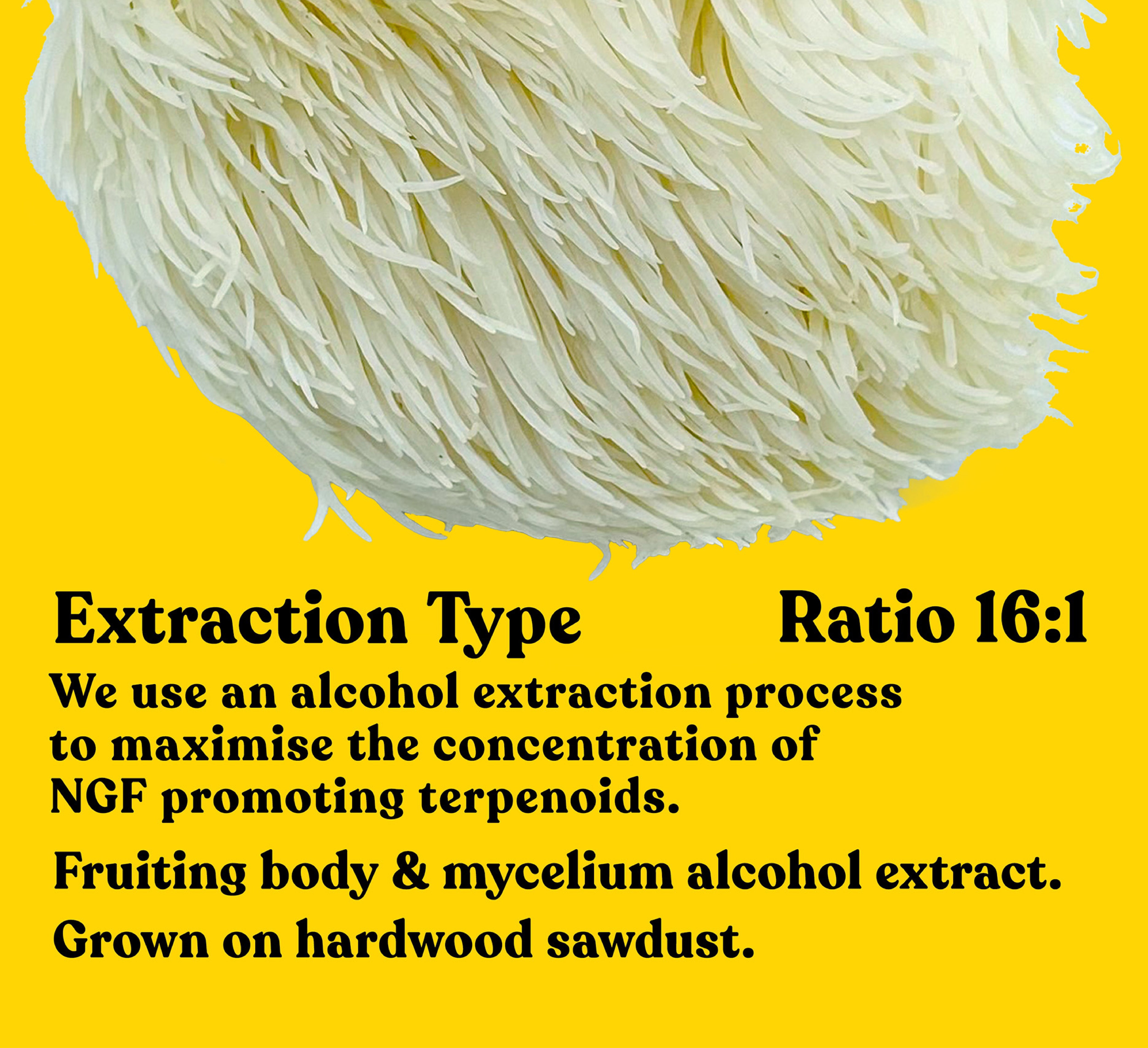 Organic Lion's Mane Extract Powder | 60g | 30 servings - Pure Fungi