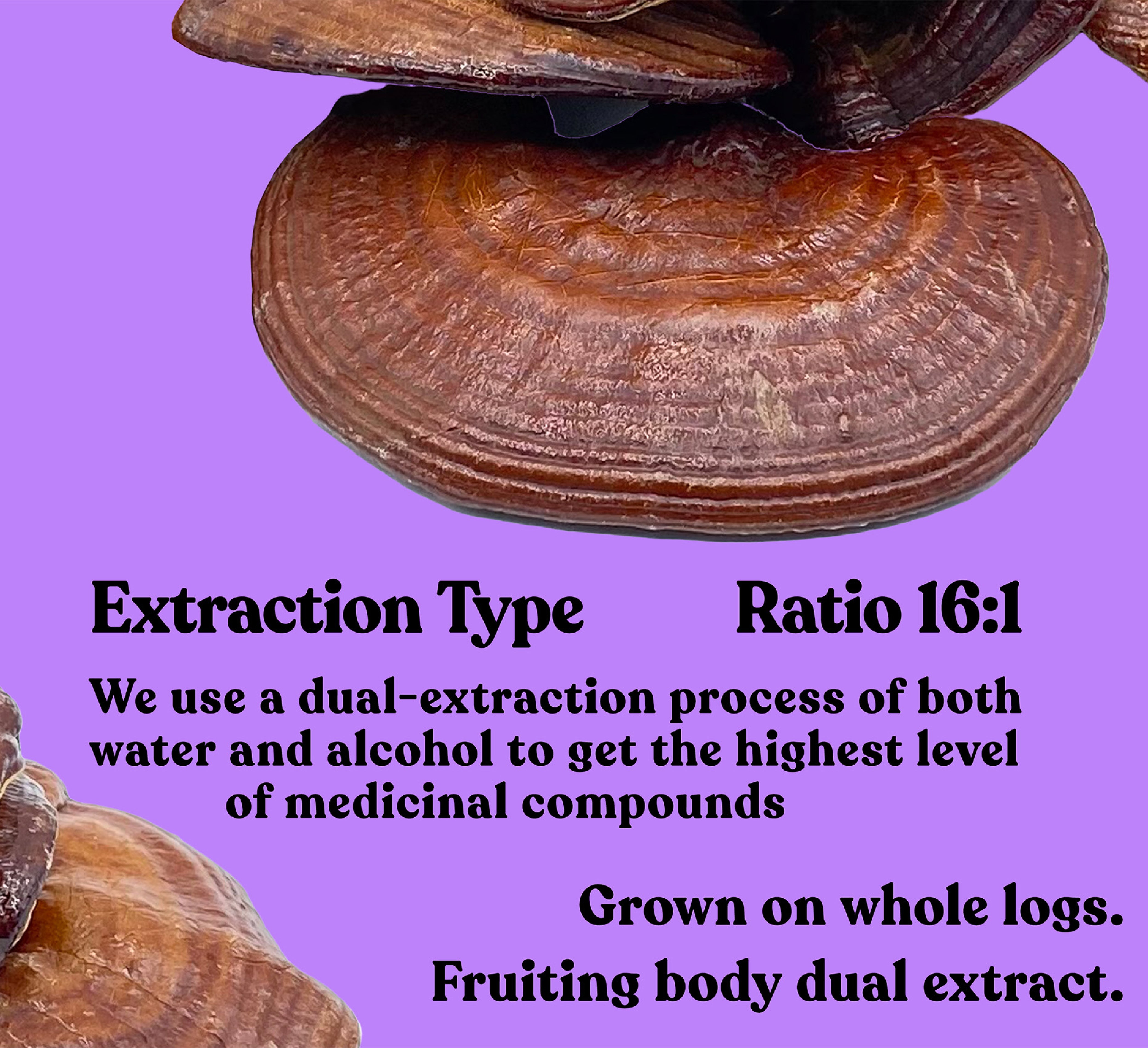 Organic Reishi Extract Capsules | 90 Capsules | 30 Servings - Pure Fungi