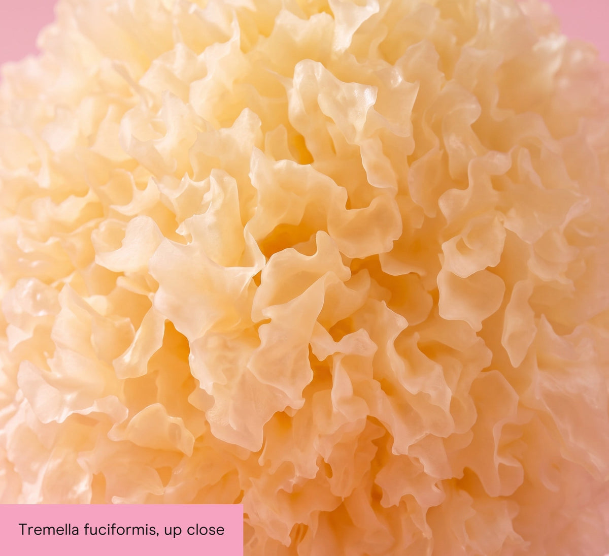 Snow Fungus Mushroom Extract Capsules - Pure Fungi