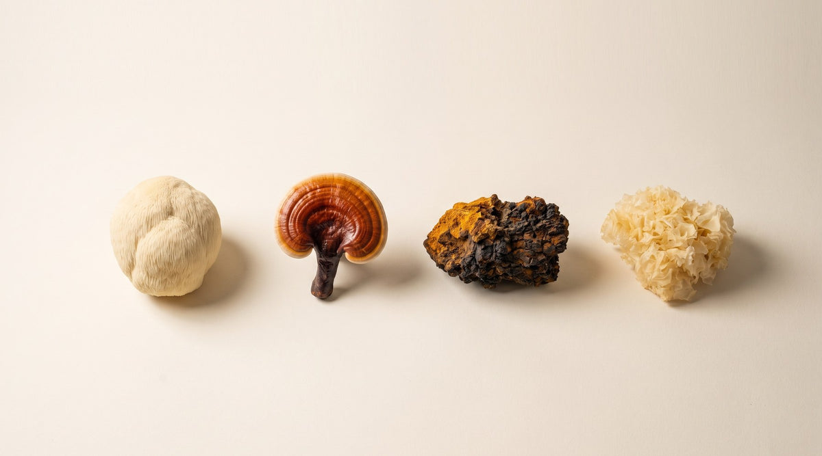 Lion's Mane (Hericium erinaceus), Reishi (Ganoderma lucidum), Chaga (Inonotus obliquus) and Snow Fungus (Tremella fuciformis) in a row on cream paper