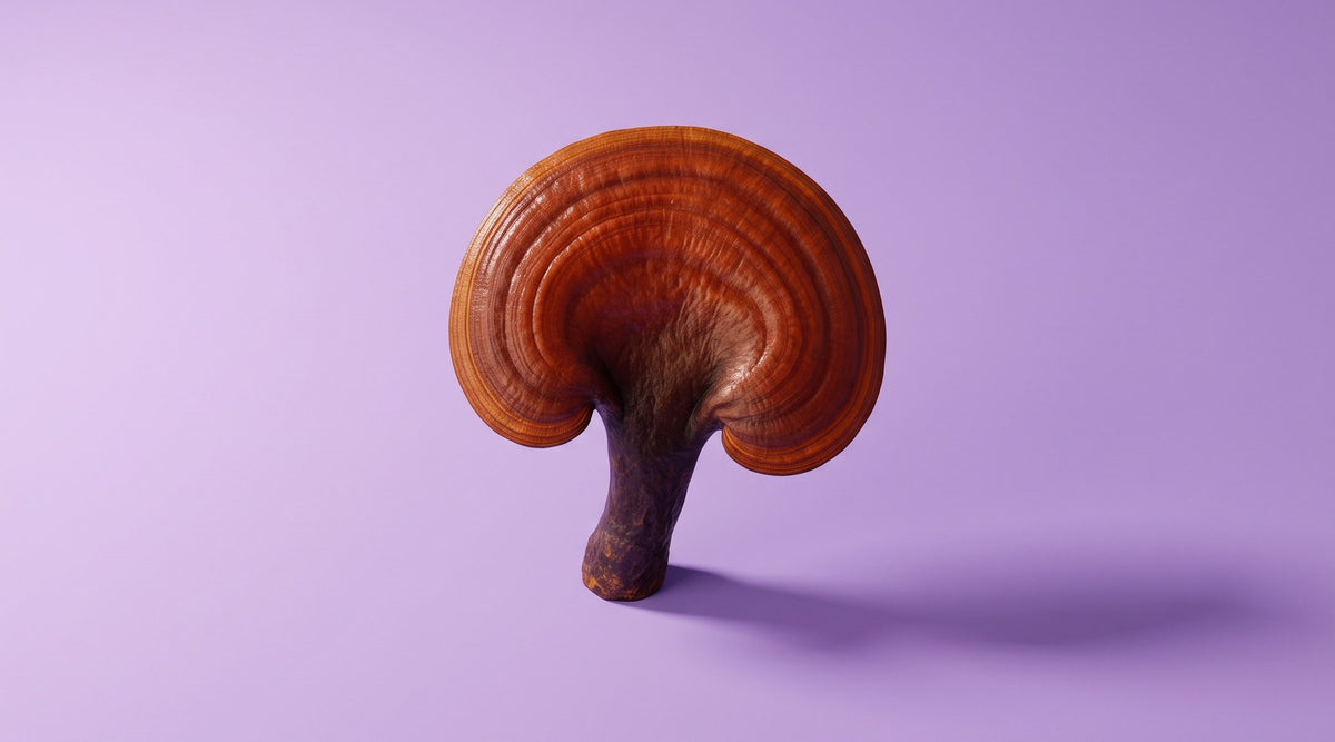 A whole Reishi mushroom (Ganoderma lucidum) with its glossy red-brown cap and stem, on a lilac paper backdrop