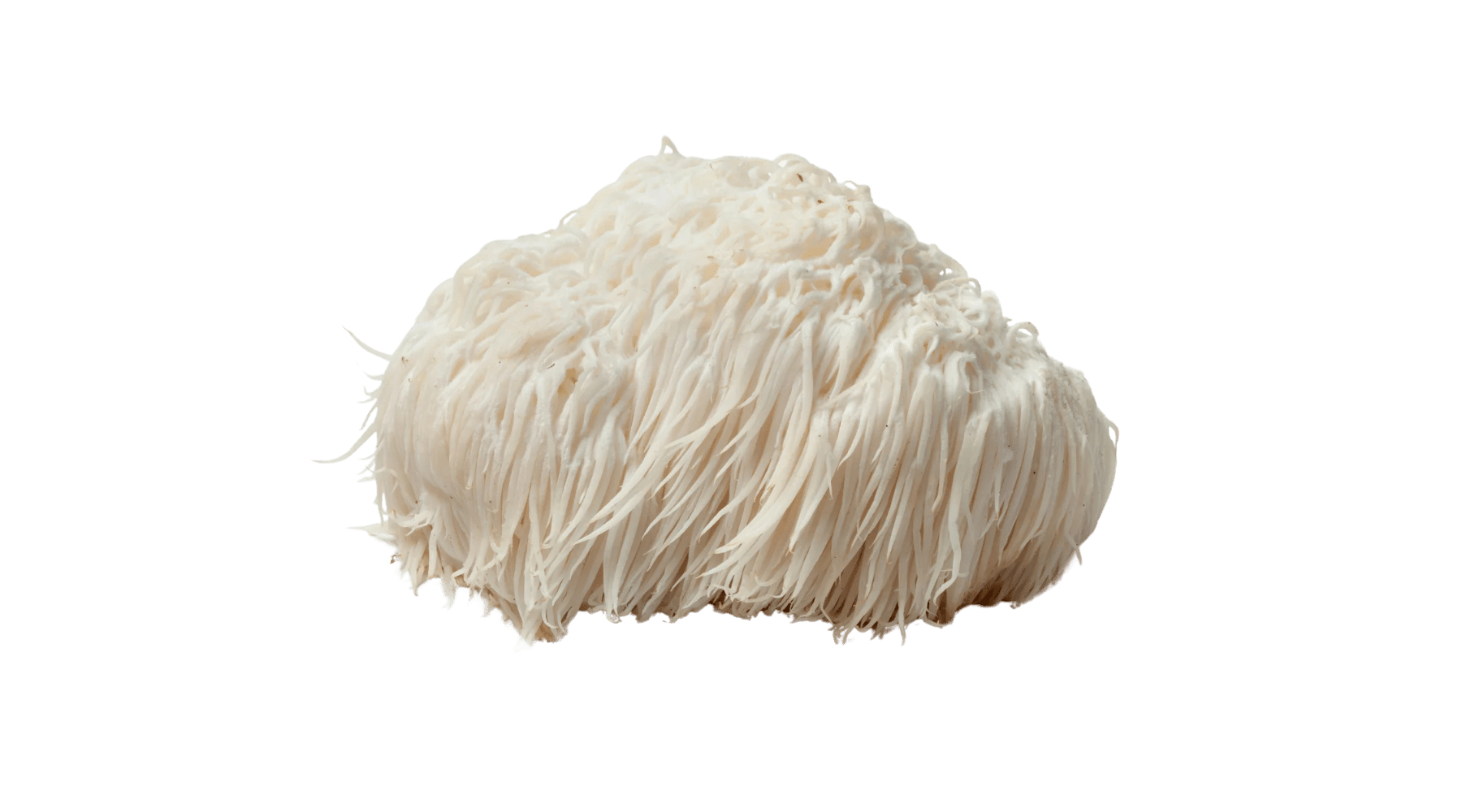 Lion's Mane Mushroom: Unlocking Brain Health and Cognitive Potential - Pure Fungi