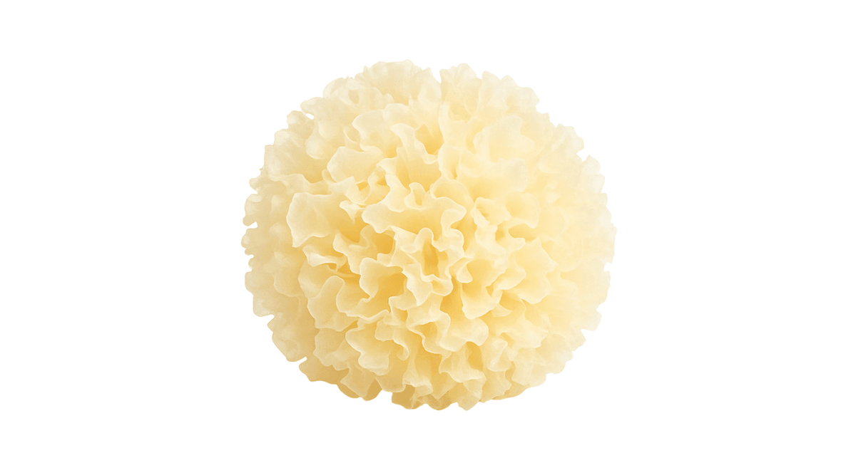 Snow Fungus (Tremella fuciformis), a frilled white mushroom also called silver ear, on a white background