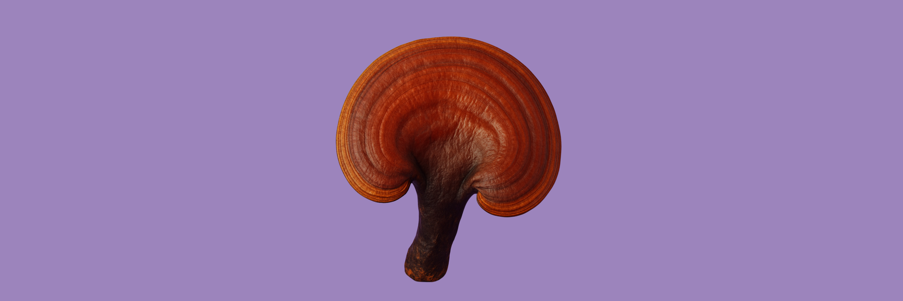 Reishi mushroom on purple background