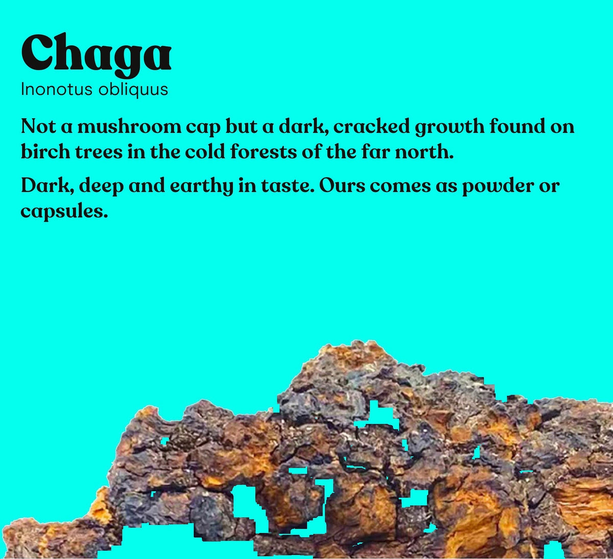 Chaga mushroom (Inonotus obliquus) on a turquoise studio backdrop, the single mushroom in Pure Fungi Chaga Mushroom Extract Capsules