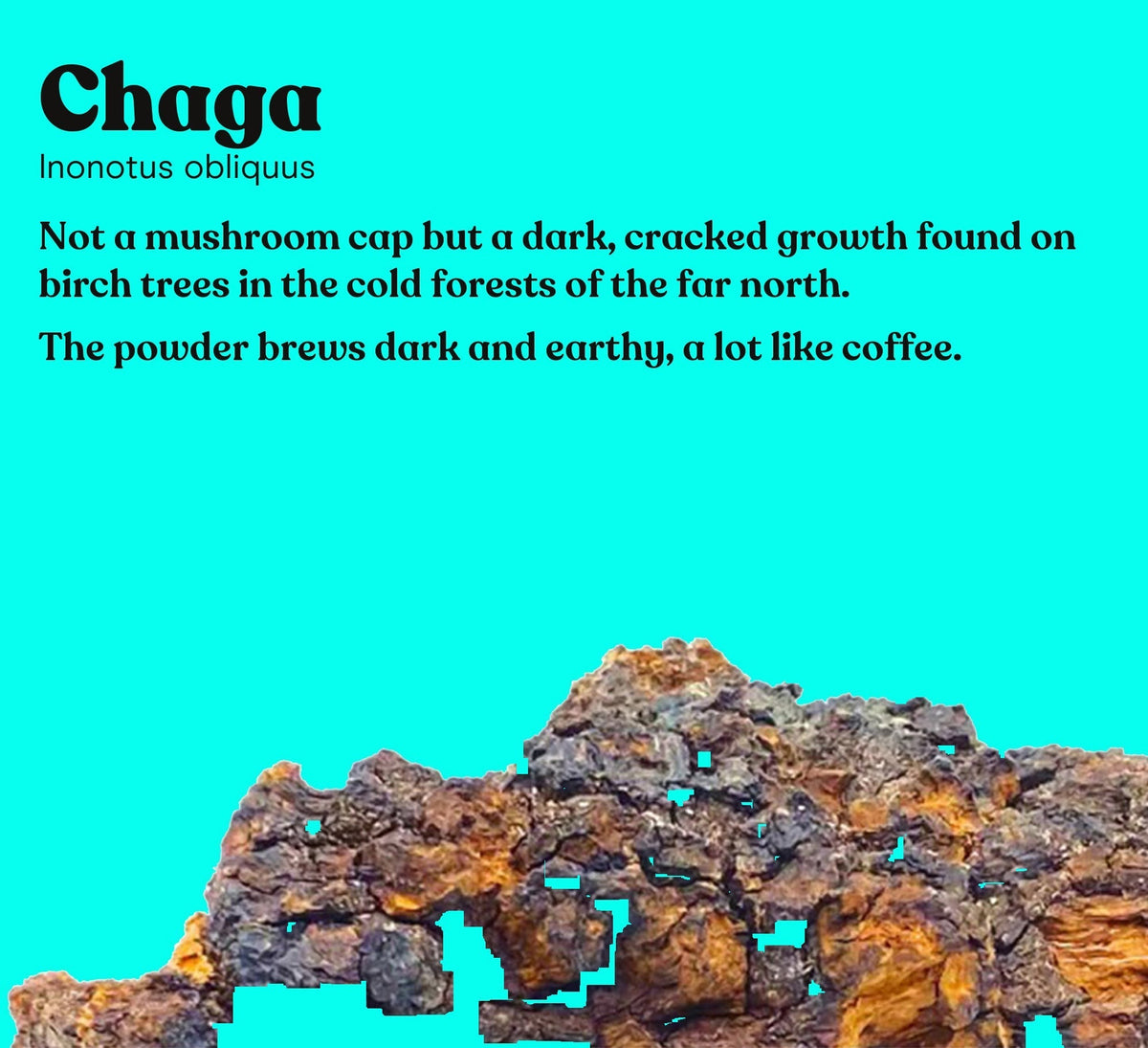 Chaga mushroom (Inonotus obliquus) on a turquoise studio backdrop, the single mushroom in Pure Fungi Chaga Mushroom Extract Powder