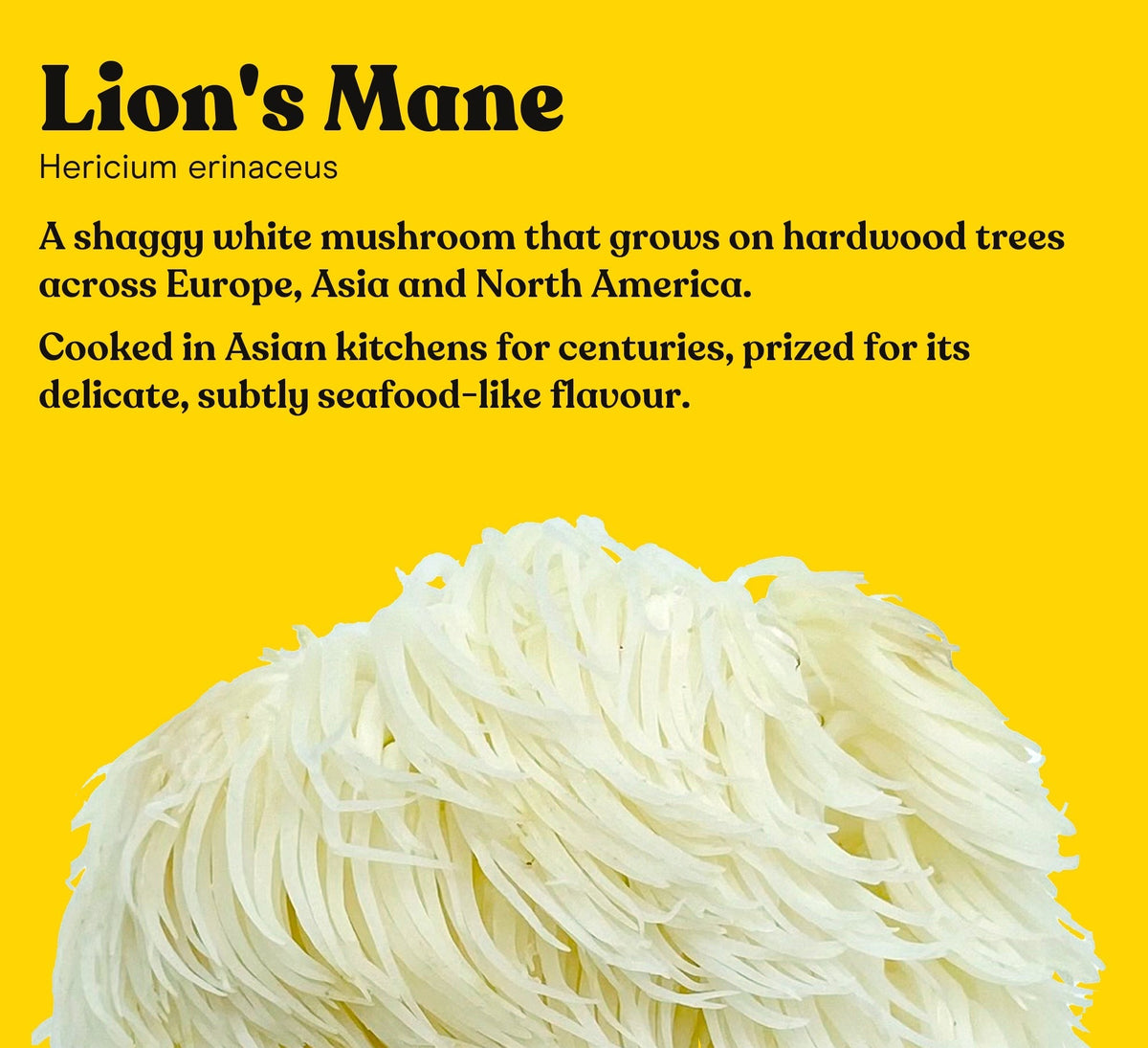 Lion's Mane mushroom (Hericium erinaceus) on a yellow studio backdrop, the single mushroom in Pure Fungi Lion's Mane Mushroom Extract Capsules