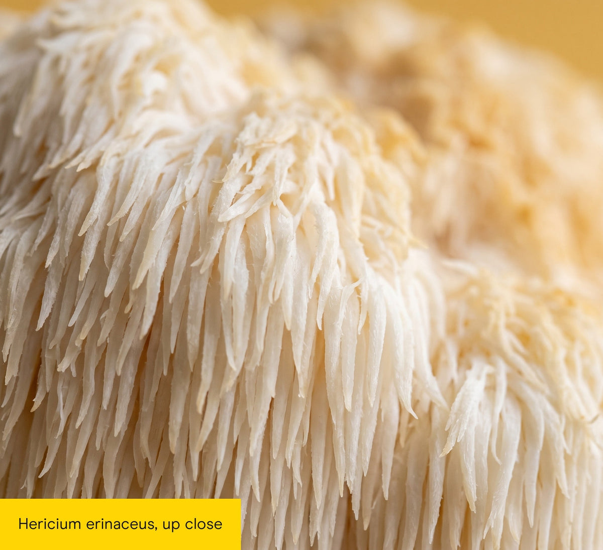 Lion's Mane Mushroom Extract Powder - Pure Fungi