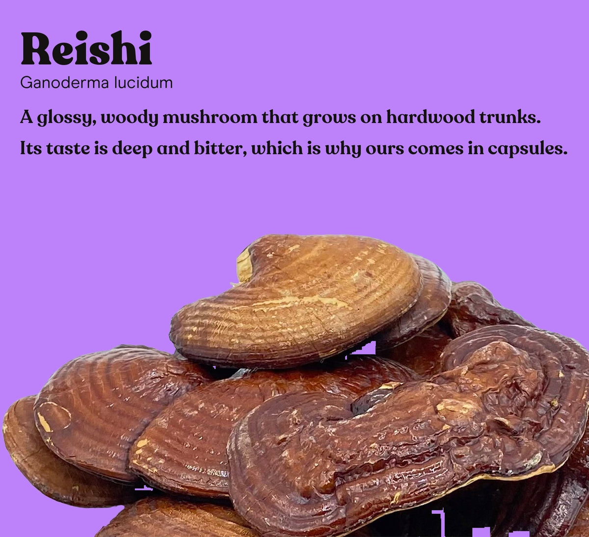 Reishi mushroom (Ganoderma lucidum) on a purple studio backdrop, the single mushroom in Pure Fungi Reishi Mushroom Extract Capsules