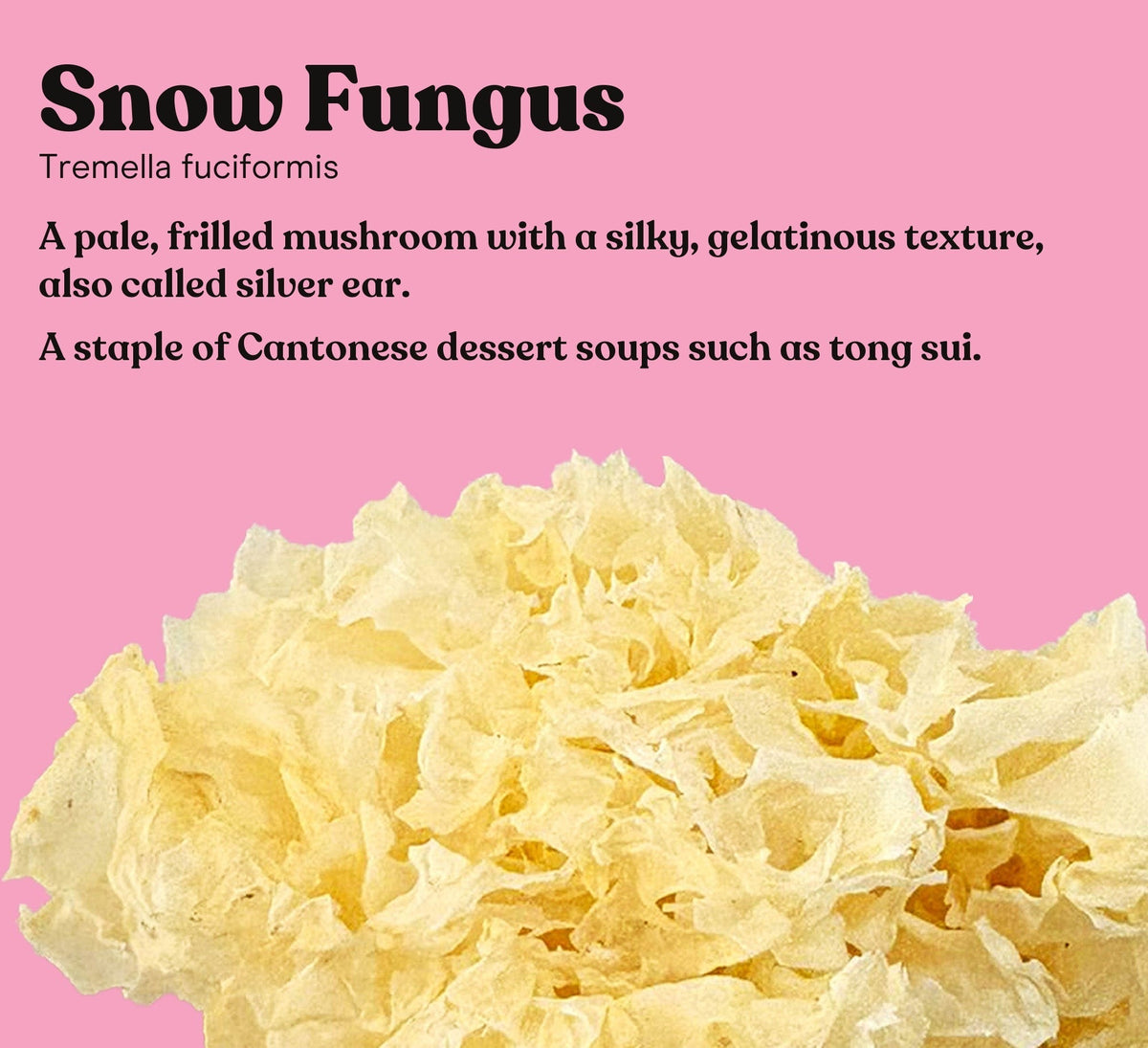 Snow Fungus mushroom (Tremella fuciformis) on a pink studio backdrop, the single mushroom in Pure Fungi Snow Fungus Mushroom Extract Capsules